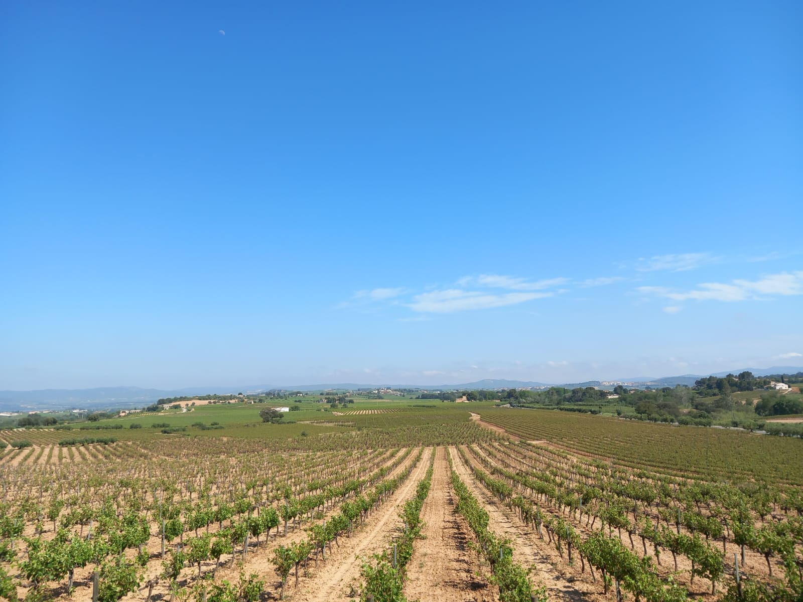 Convocatòria Junta General Constitutiva de la Comunitat de Regants del Penedès