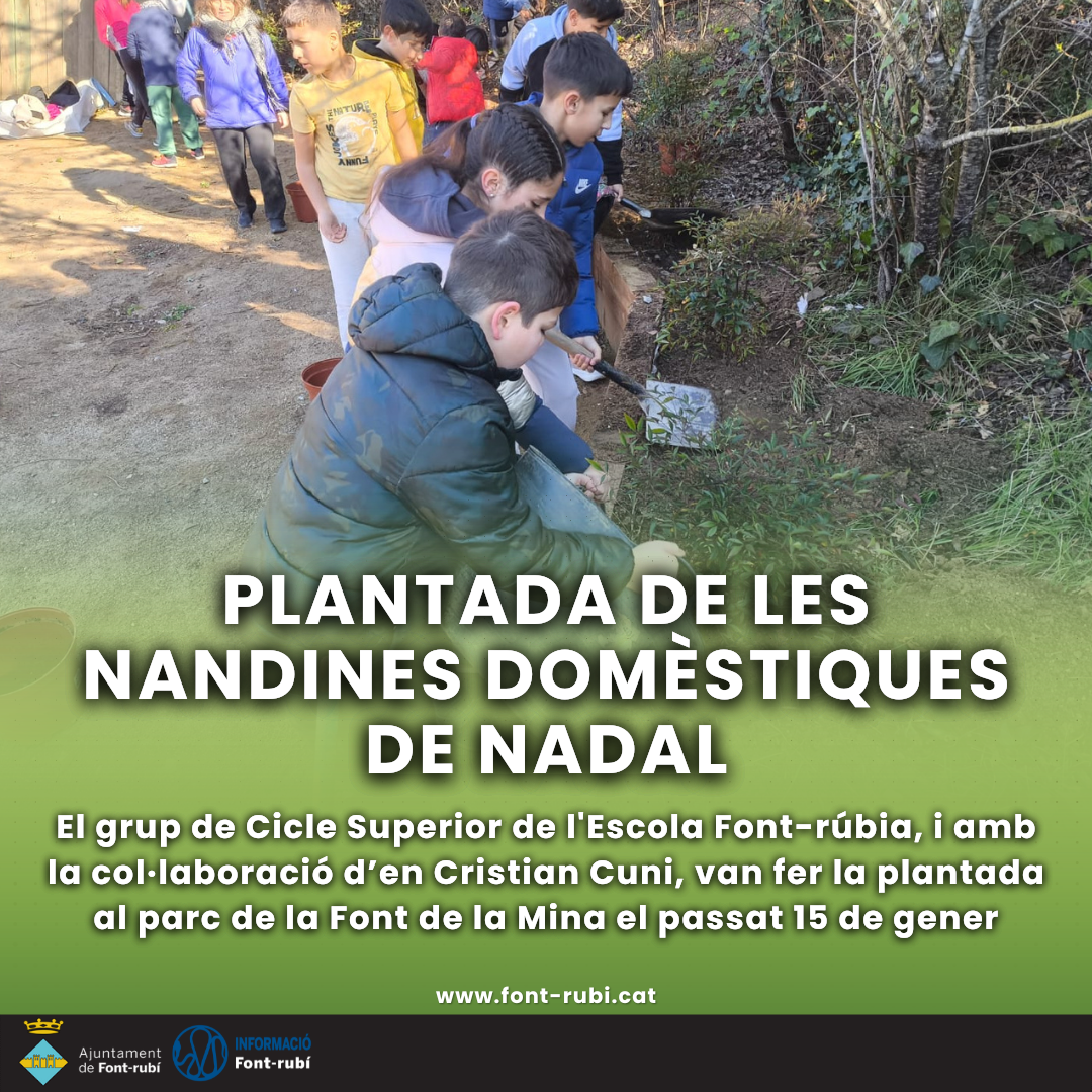 Plantada de les nandines domèstiques de Nadal