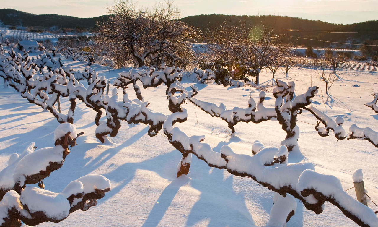 Fotografia de les vinyes a l'hivern, nevades.